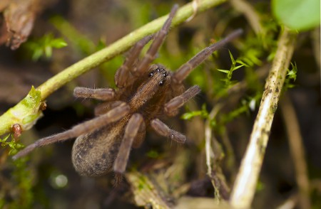 Trochosa cf.terricola